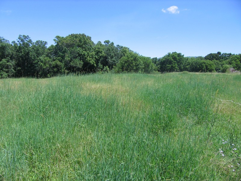 Mooloolah Valley QLD 4553