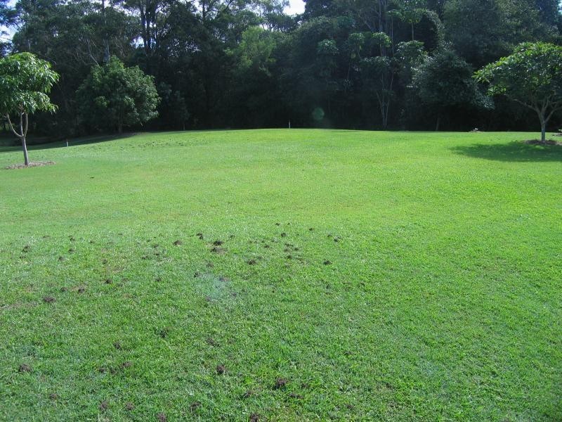 Mooloolah Valley QLD 4553