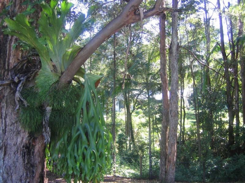 Mooloolah Valley QLD 4553