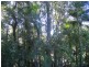 Mooloolah Valley QLD 4553