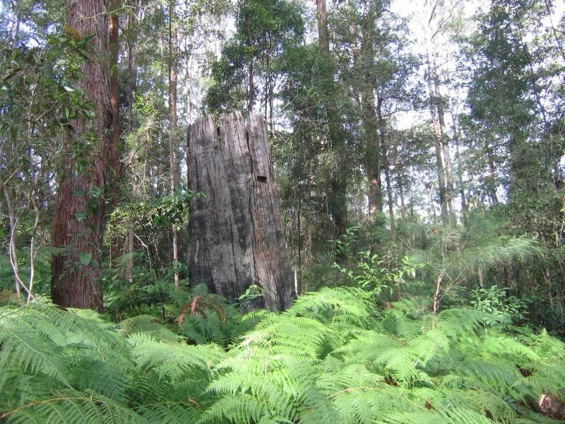 Eudlo QLD 4554