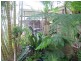 Mooloolah Valley QLD 4553