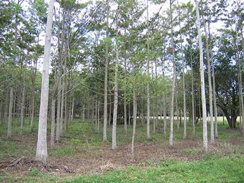 Lot 21 Nicole Court, Mooloolah Valley QLD 4553