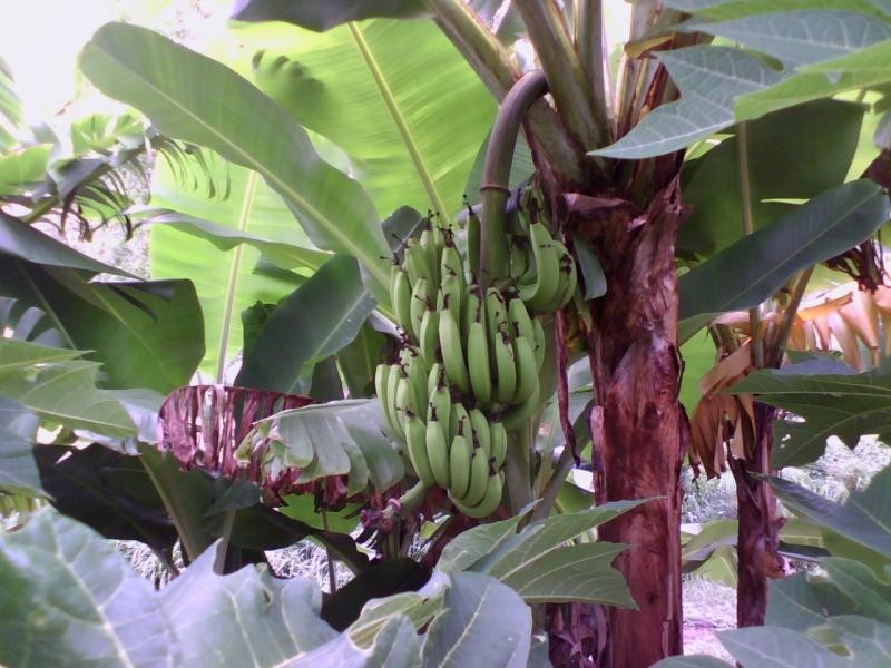 Palm Grove QLD 4800