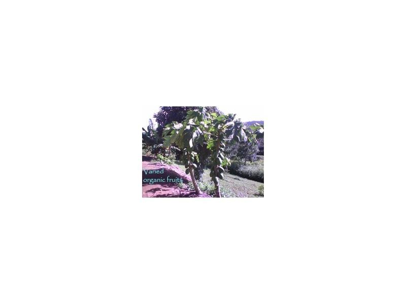 Palm Grove QLD 4800