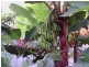 Palm Grove QLD 4800