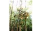 Palm Grove QLD 4800