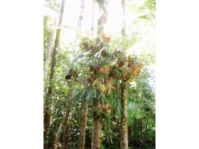 Palm Grove QLD 4800