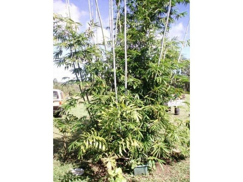 Palm Grove QLD 4800
