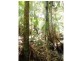 Palm Grove QLD 4800