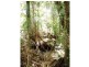 Palm Grove QLD 4800