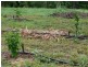 Crystal Brook QLD 4800