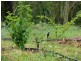 Crystal Brook QLD 4800