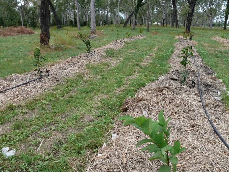 Crystal Brook QLD 4800