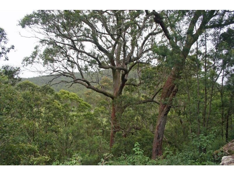 1652 Wollombi Road, Cedar Creek NSW 2325
