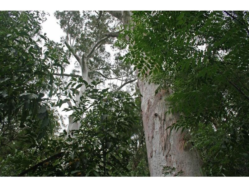 1652 Wollombi Road, Cedar Creek NSW 2325