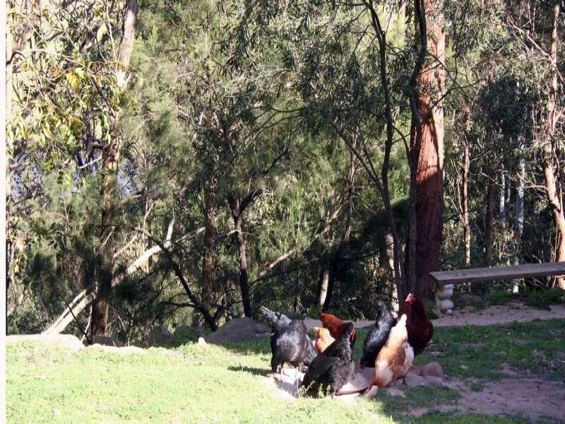 1652 Wollombi Road, Cedar Creek NSW 2325