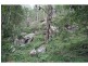 1652 Wollombi Road, Cedar Creek NSW 2325