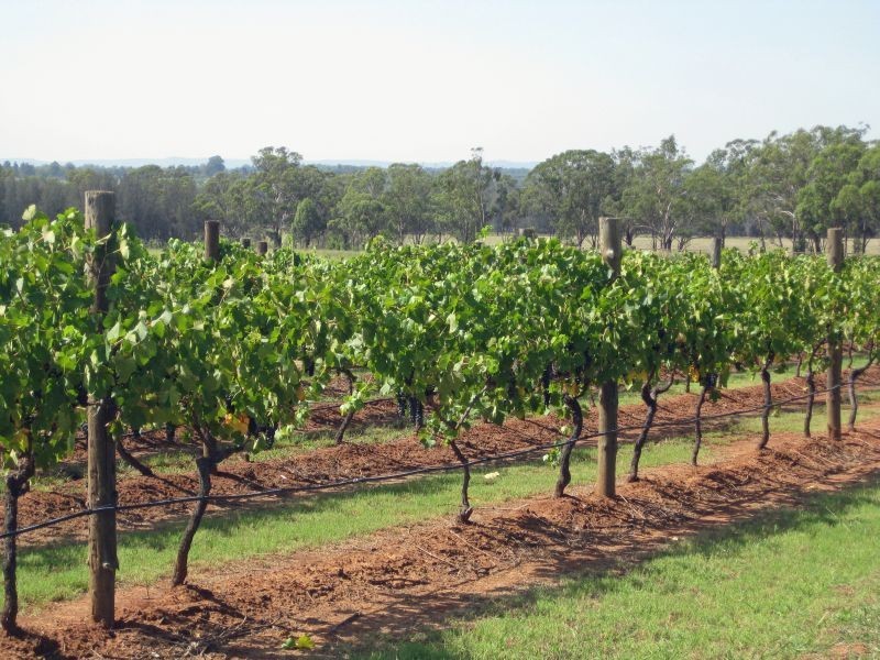 447 Old North Road, Pokolbin NSW 2320