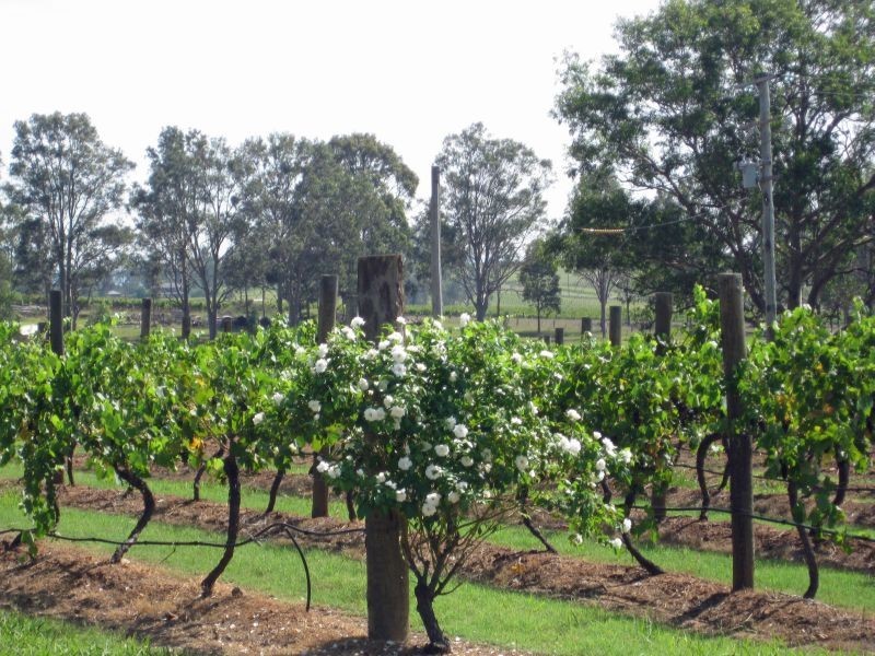 447 Old North Road, Pokolbin NSW 2320