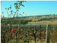 L109 Palmers Lane, Pokolbin NSW 2320