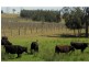 L109 Palmers Lane, Pokolbin NSW 2320