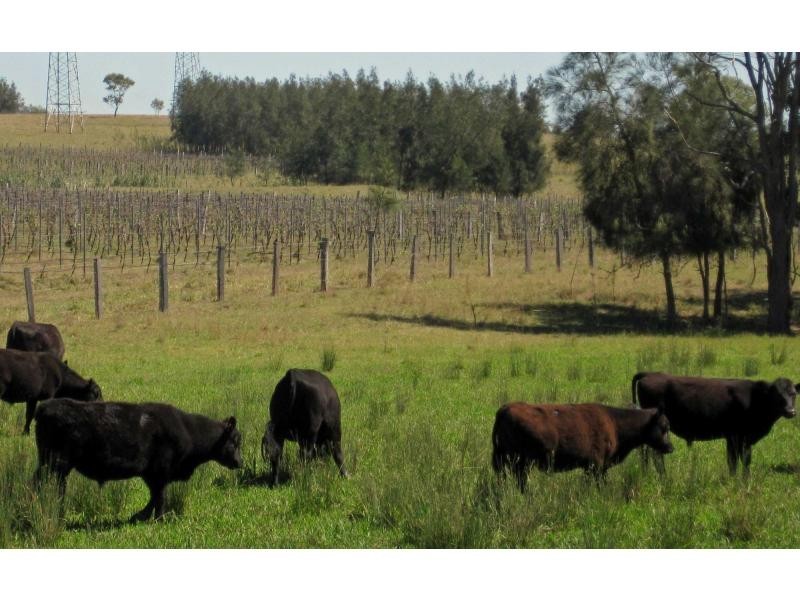 L109 Palmers Lane, Pokolbin NSW 2320