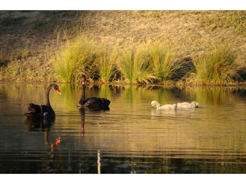 Lot 12 Mistletoe Lane, Pokolbin NSW 2320