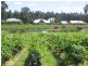 Lot 90 Kelman Estate, Crn Oakey Creek Road & Mt View Road, Pokolbin NSW 2320