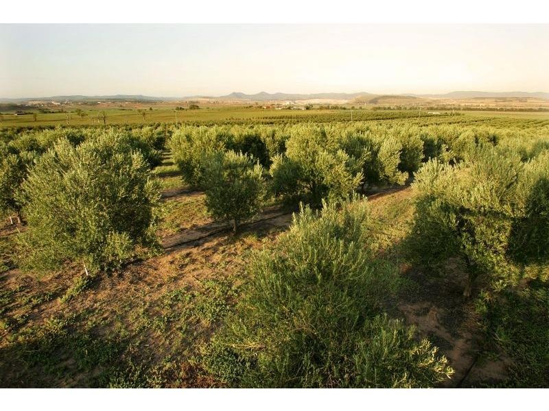 42 Trefolly Road, Singleton NSW 2330