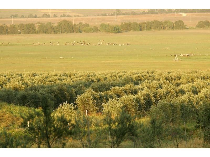 42 Trefolly Road, Singleton NSW 2330