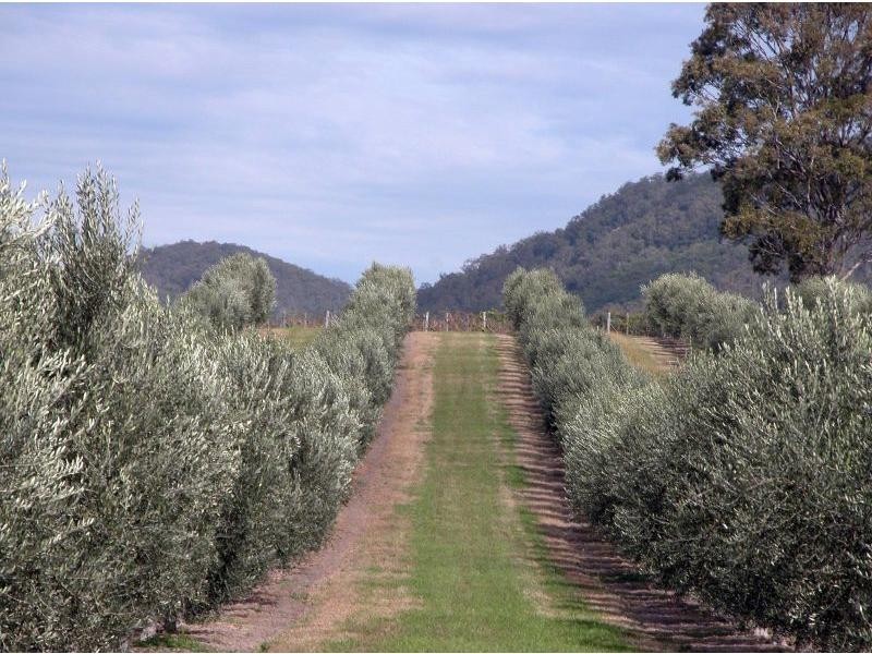 Lot 1 Oakey Creek Road, Pokolbin NSW 2320
