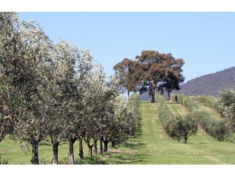 Lot 1 Oakey Creek Road, Pokolbin NSW 2320