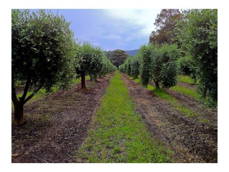 Lot 1 Mount View Road, Mount View NSW 2325