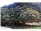 Lot 48 Congewai Road, Congewai NSW 2325