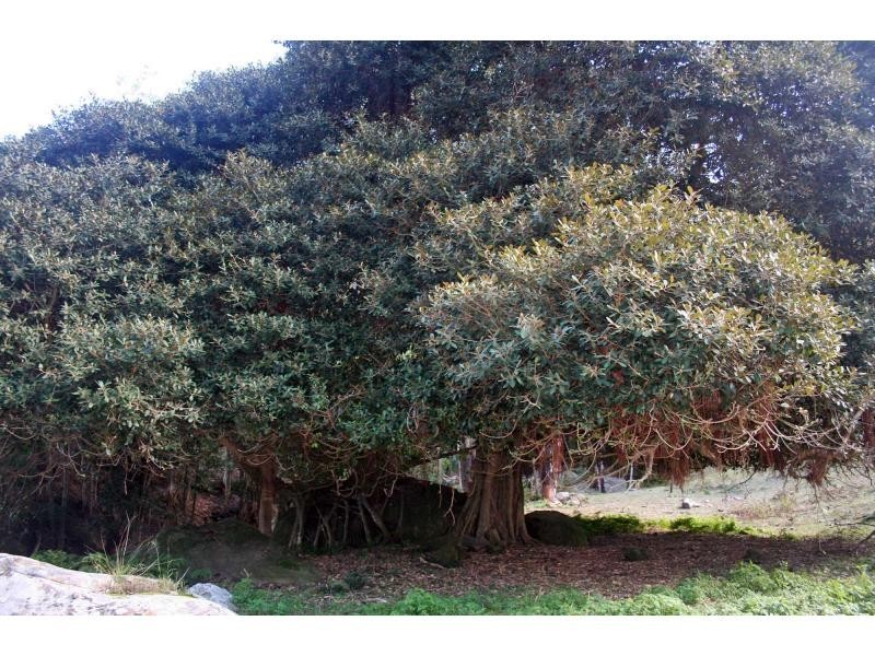 Lot 48 Congewai Road, Congewai NSW 2325