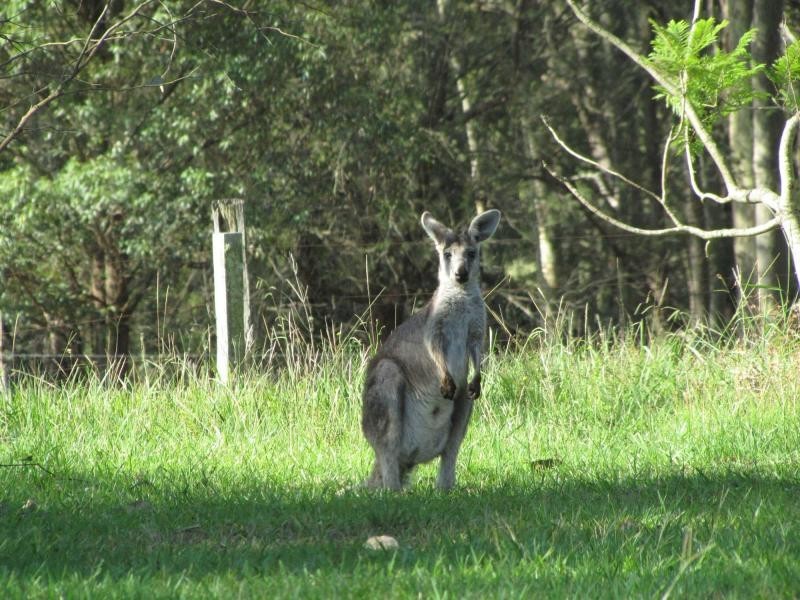 325 Whitings Lane, Quorrobolong NSW 2325