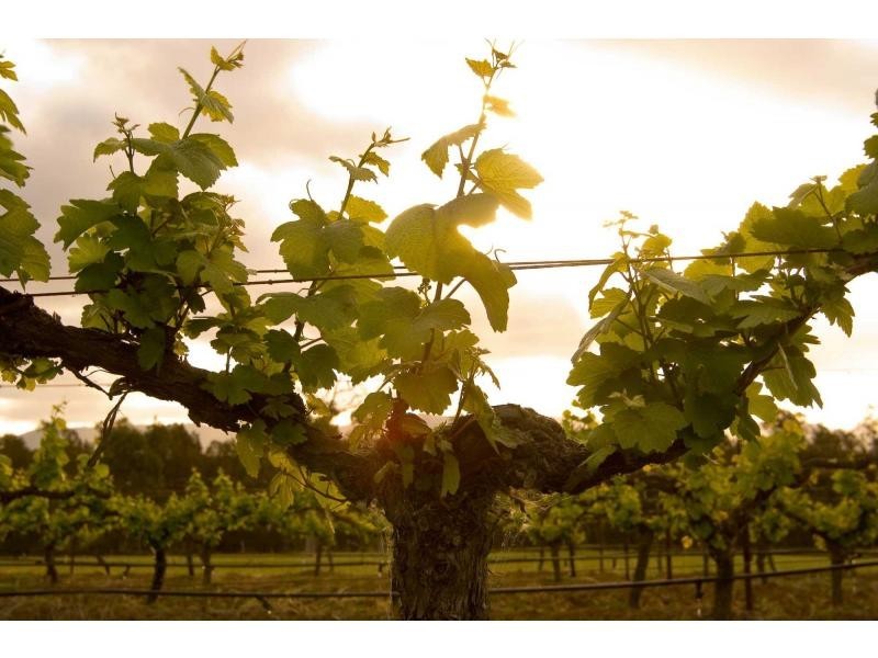 4 Londons Road, Lovedale NSW 2325