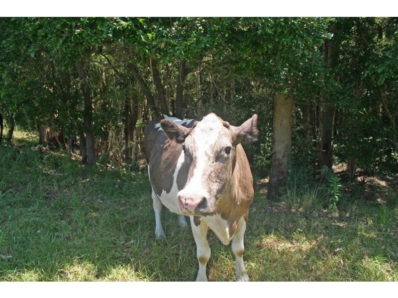 142 Martinsville Road, Martinsville NSW 2265