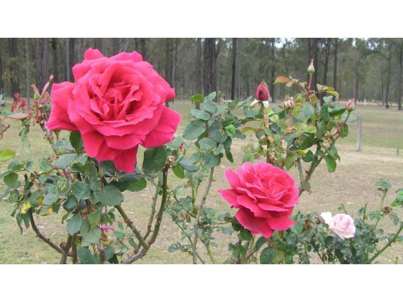 39 Tuckers Lane, North Rothbury NSW 2335