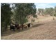 L320 Marrowbone Road, Pokolbin NSW 2320