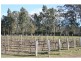 Lot 5 Oakey Creek Road, Kelman Estate, Pokolbin NSW 2320