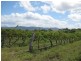 Lot 12 & 13 Wine Country Drive, Pokolbin NSW 2320