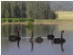 Proposed Lot 1 Sanctuary Lagoon, Congewai Road, Ellalong NSW 2325