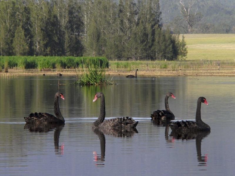Proposed Lot 1 Sanctuary Lagoon, Congewai Road, Ellalong NSW 2325