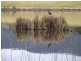Proposed Lot 1 Sanctuary Lagoon, Congewai Road, Ellalong NSW 2325