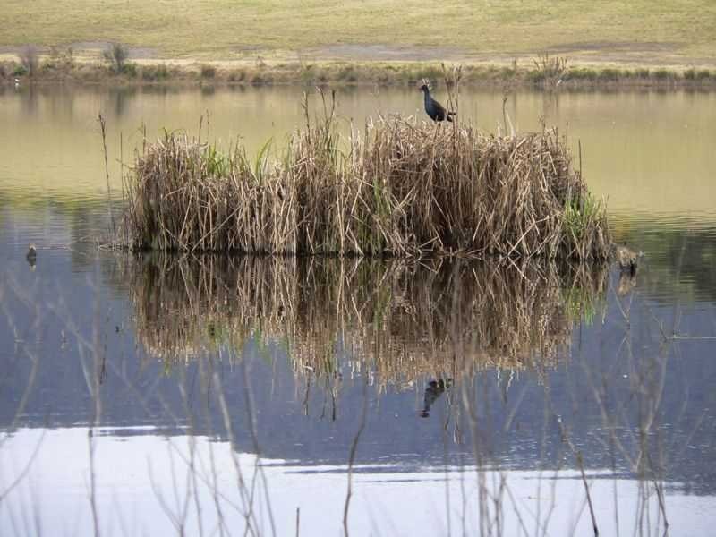 Proposed Lot 1 Sanctuary Lagoon, Congewai Road, Ellalong NSW 2325
