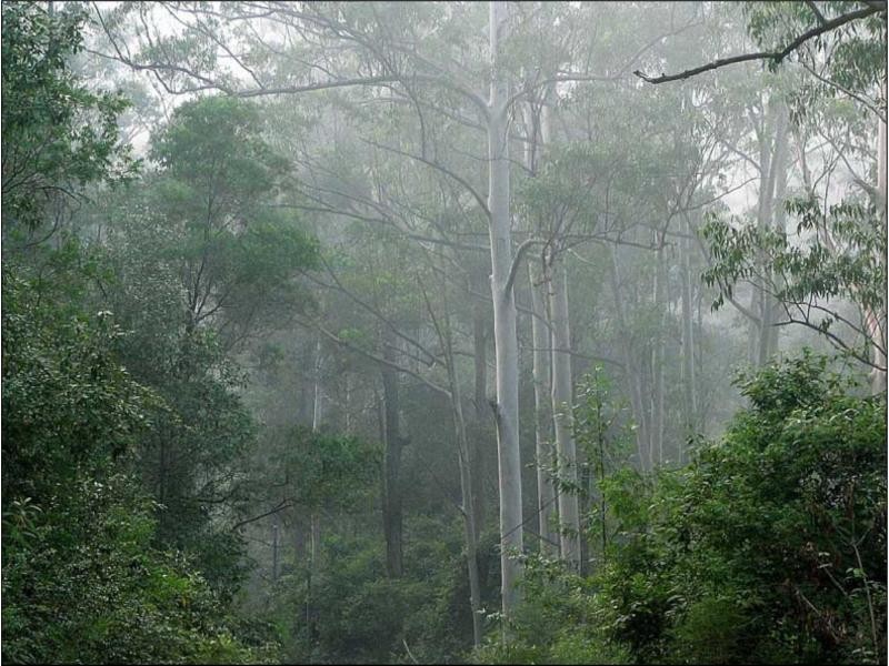 301 Sawpit Road, Cedar Creek NSW 2325