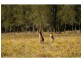Lot 13 Old North Road, Pokolbin NSW 2320