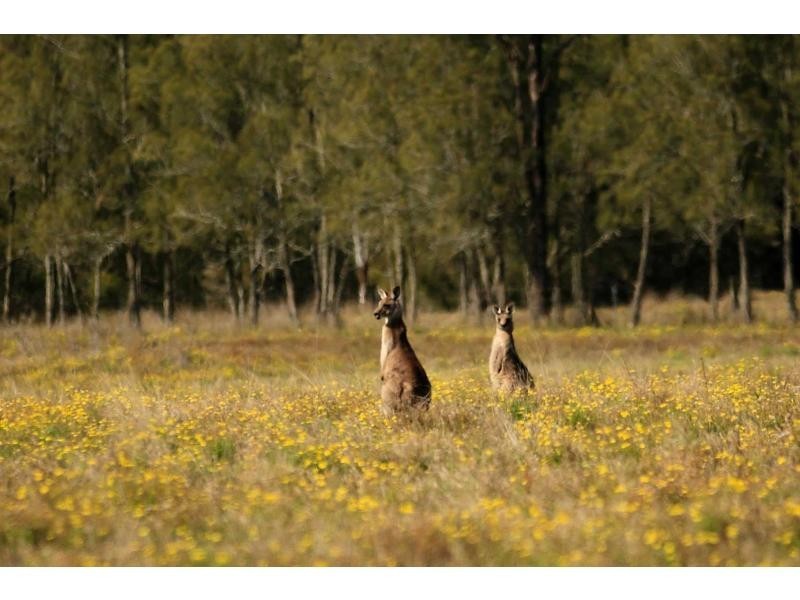 Lot 13 Old North Road, Pokolbin NSW 2320